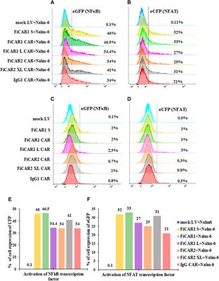 Using the Jurkat reporter T cell line for evaluating the functionality of novel chimeric antigen receptors